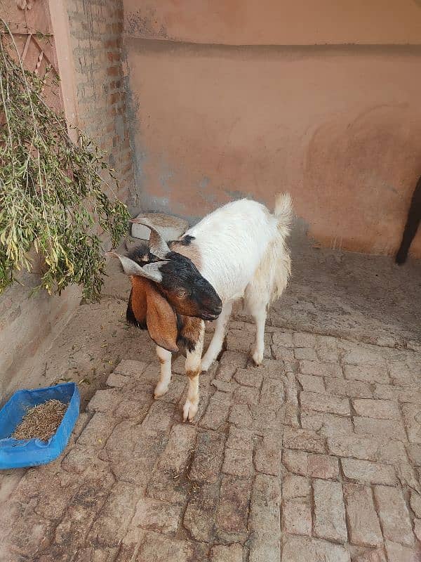 Goat for sale 0