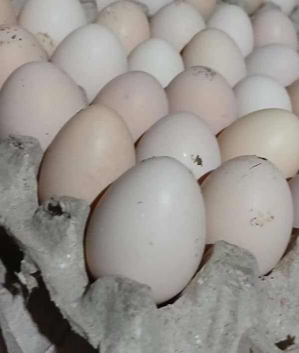 desi misri hen / golden Misri hen/ Pathiyaan/ Desi Eggs 6