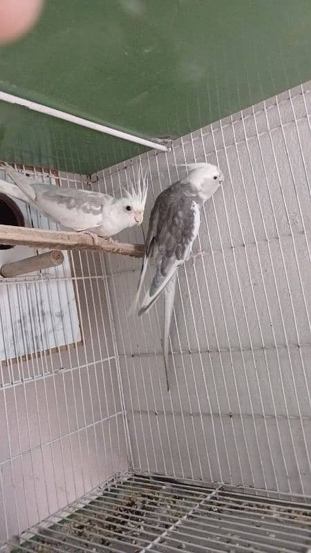 parrot and cage for sell 0