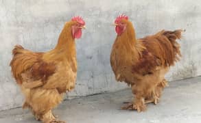 Golden Buff China breed Roosters