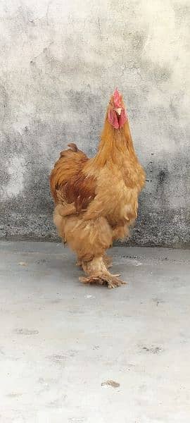 Golden Buff China breed Roosters 1