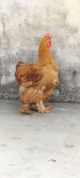 Golden Buff China breed Roosters 2