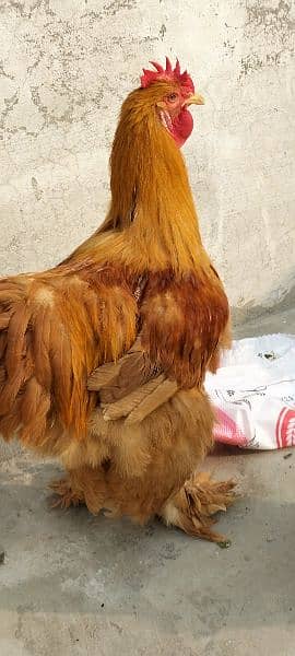 Golden Buff China breed Roosters 3