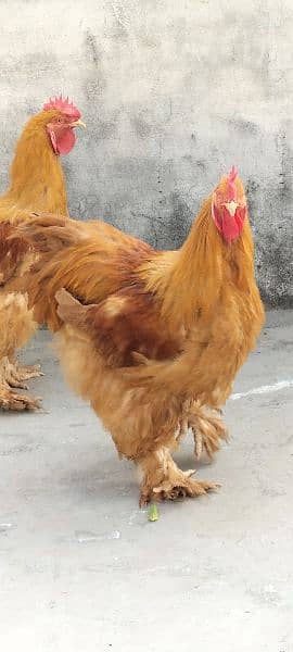 Golden Buff China breed Roosters 4