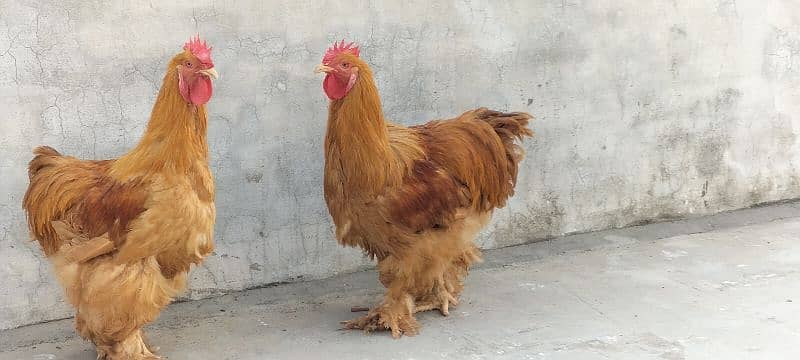 Golden Buff China breed Roosters 5