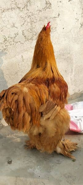 Golden Buff China breed Roosters 6