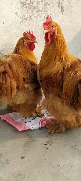 Golden Buff China breed Roosters 7