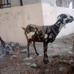 dasi bakri for sale.