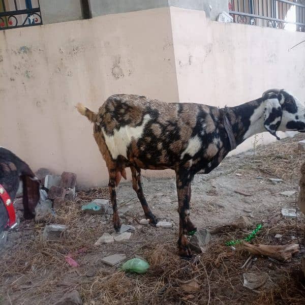 dasi bakri for sale. 1