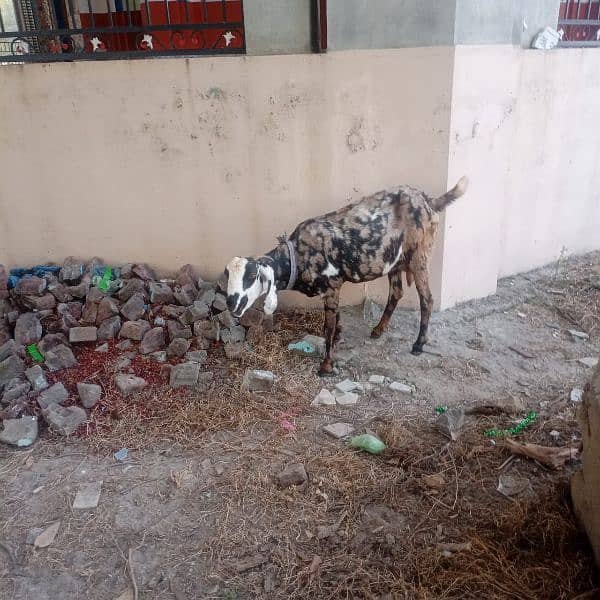 dasi bakri for sale. 2