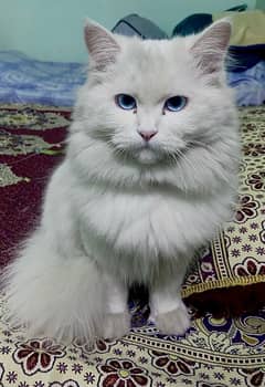 Persian Male Cat