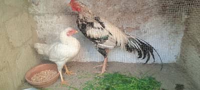 aseel pair and Desi pair with egg