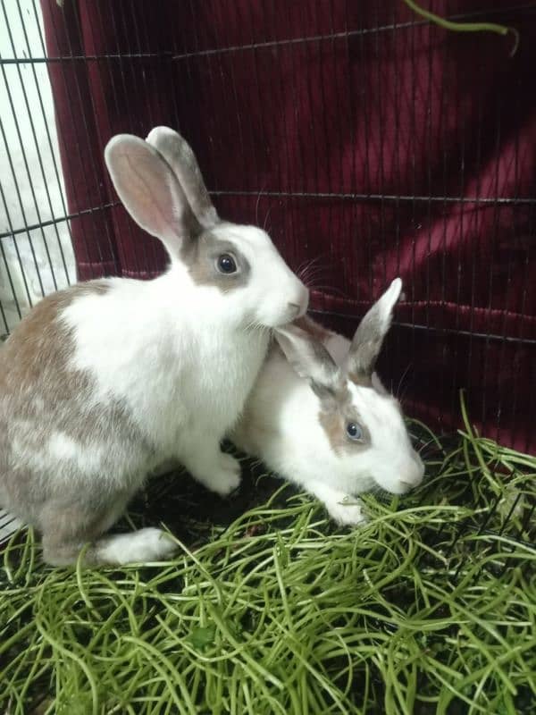 Blue and Hazel eyed Rabbit Pair 0