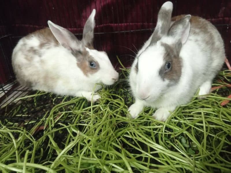 Blue and Hazel eyed Rabbit Pair 1