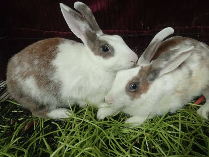 Blue and Hazel eyed Rabbit Pair 2