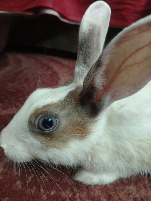 Blue and Hazel eyed Rabbit Pair 3