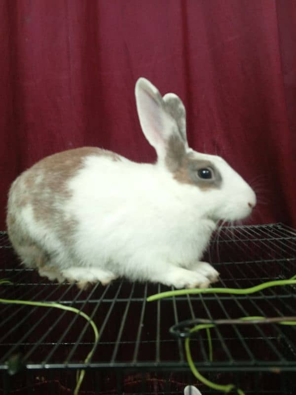 Blue and Hazel eyed Rabbit Pair 5