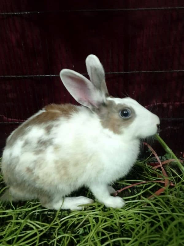 Blue and Hazel eyed Rabbit Pair 6