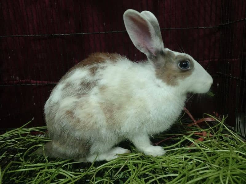 Blue and Hazel eyed Rabbit Pair 7