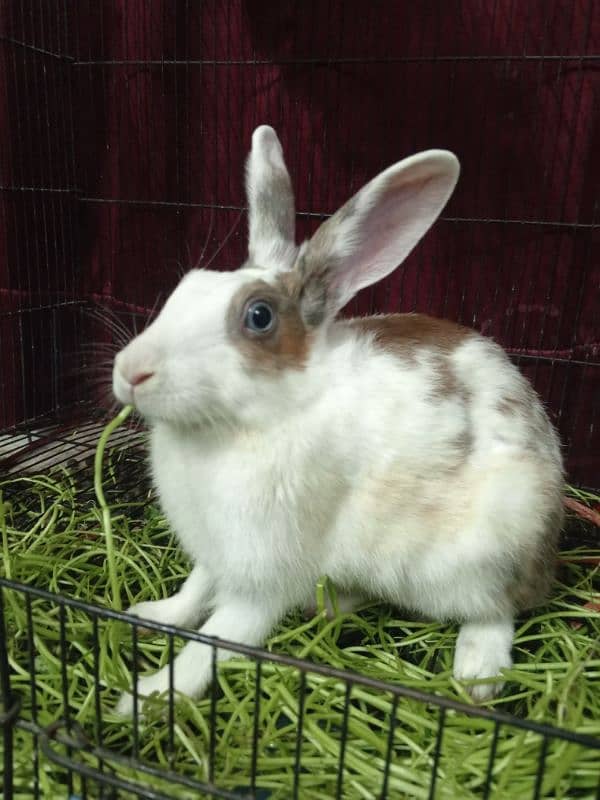 Blue and Hazel eyed Rabbit Pair 8