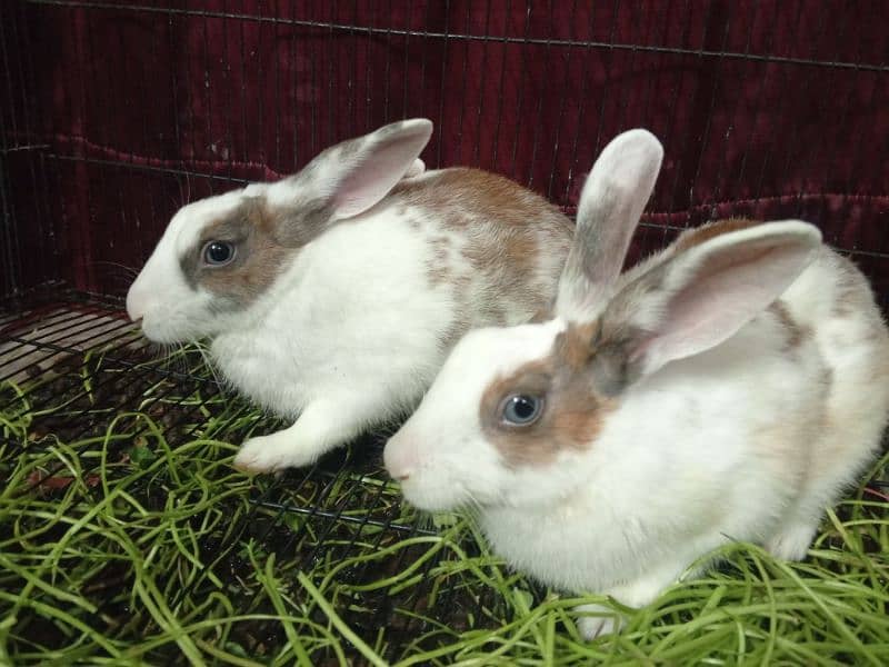 Blue and Hazel eyed Rabbit Pair 9