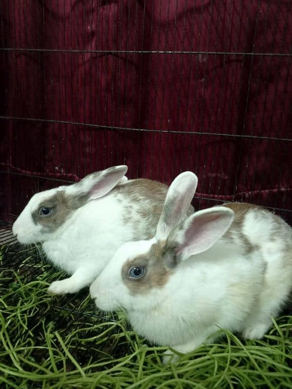 Blue and Hazel eyed Rabbit Pair 10