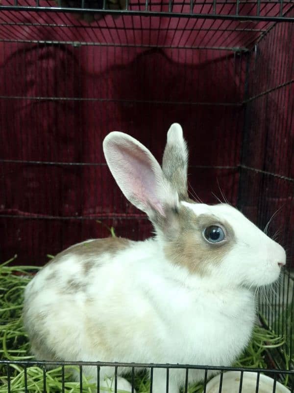 Blue and Hazel eyed Rabbit Pair 11