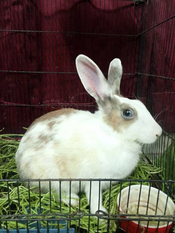 Blue and Hazel eyed Rabbit Pair 12