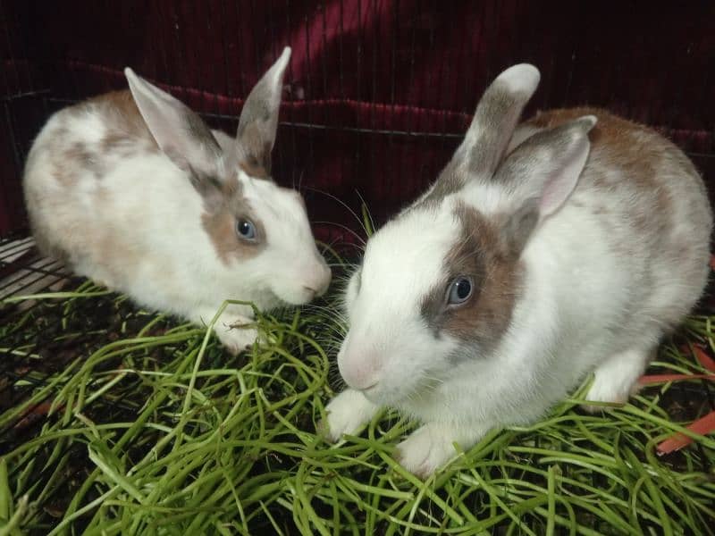 Blue and Hazel eyed Rabbit Pair 13