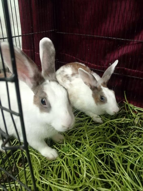 Blue and Hazel eyed Rabbit Pair 14