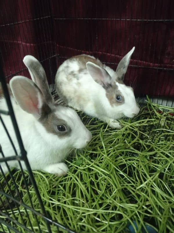 Blue and Hazel eyed Rabbit Pair 15