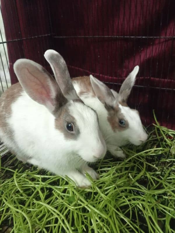 Blue and Hazel eyed Rabbit Pair 16