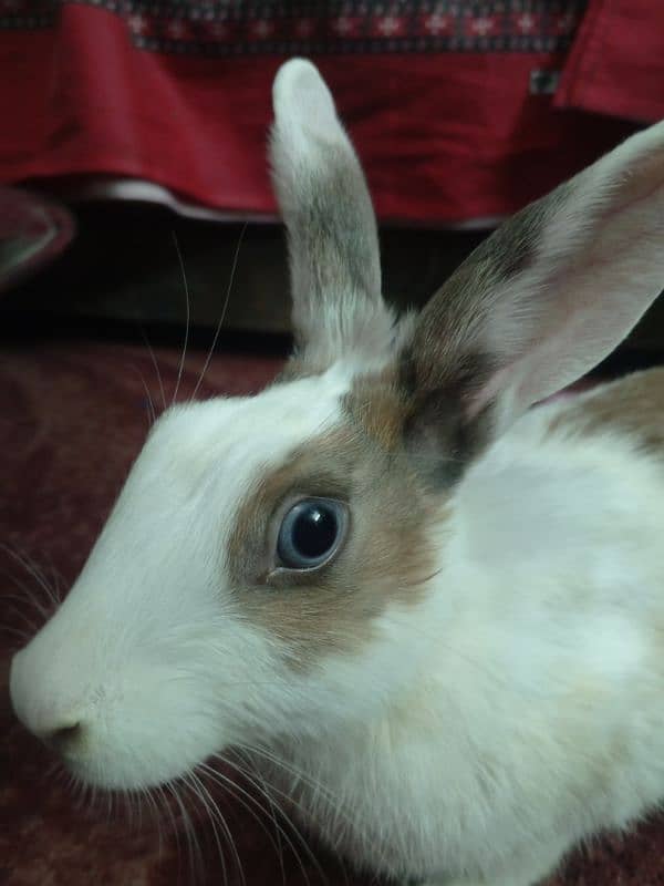 Blue and Hazel eyed Rabbit Pair 17