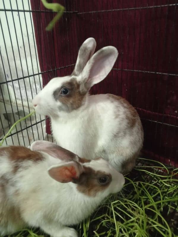 Blue and Hazel eyed Rabbit Pair 18