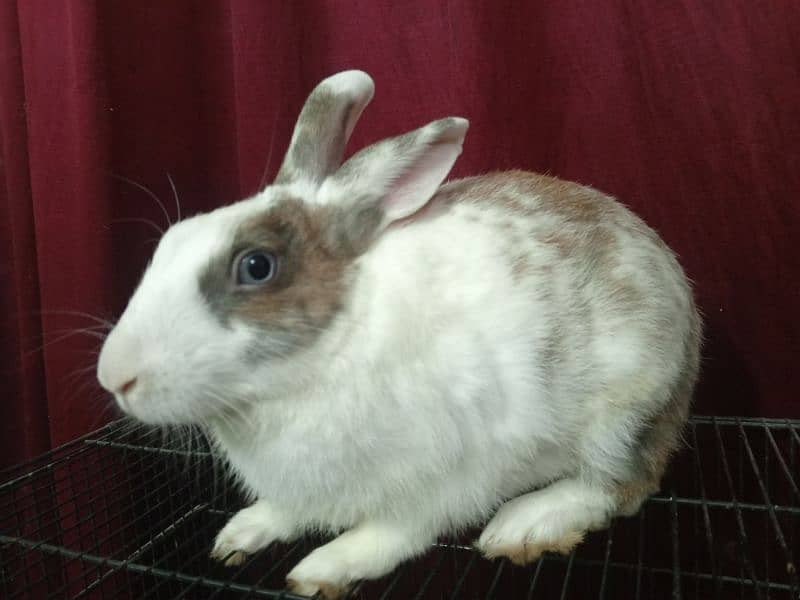 Blue and Hazel eyed Rabbit Pair 19