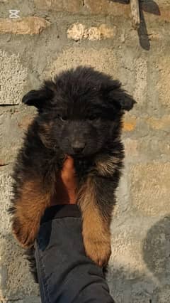 Extreme Quality Long coat female Pup