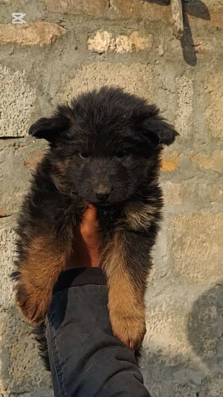 Extreme Quality Long coat female Pup 0