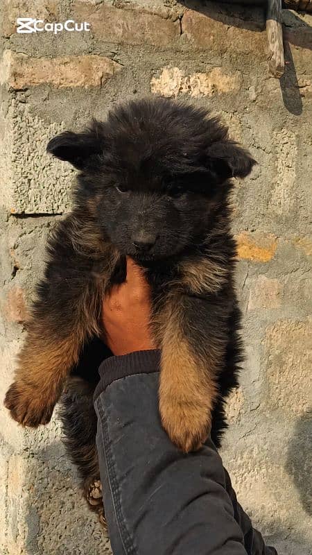 Extreme Quality Long coat female Pup 1