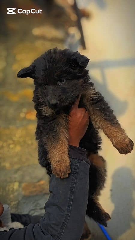 Extreme Quality Long coat female Pup 3