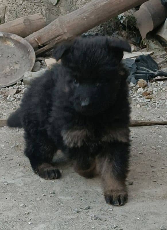 Extreme Quality Long coat female Pup 4