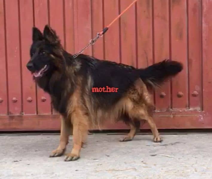 Extreme Quality Long coat female Pup 5