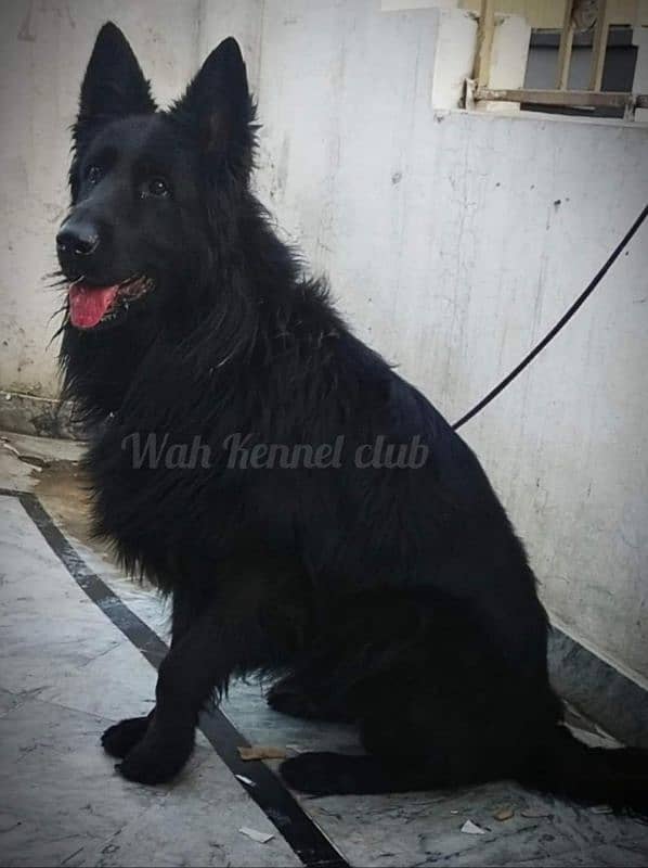 Extreme Quality Long coat female Pup 8