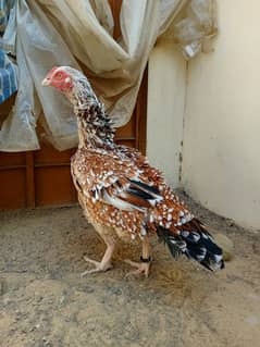 aseel female breeder