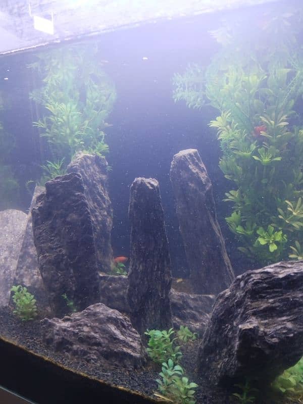 Fish aquarium 2