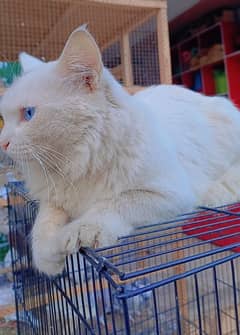 pure persian female cat