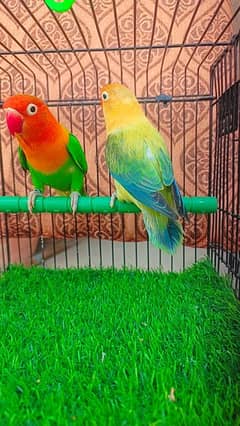 Love birds Breeder pair Green opline/ Parblue euwing opline