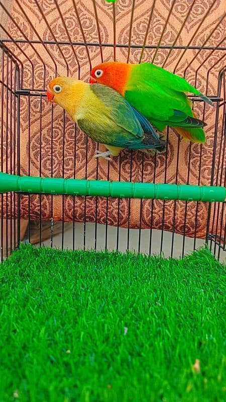 Love birds Breeder pair Green opline/ Parblue euwing opline 1