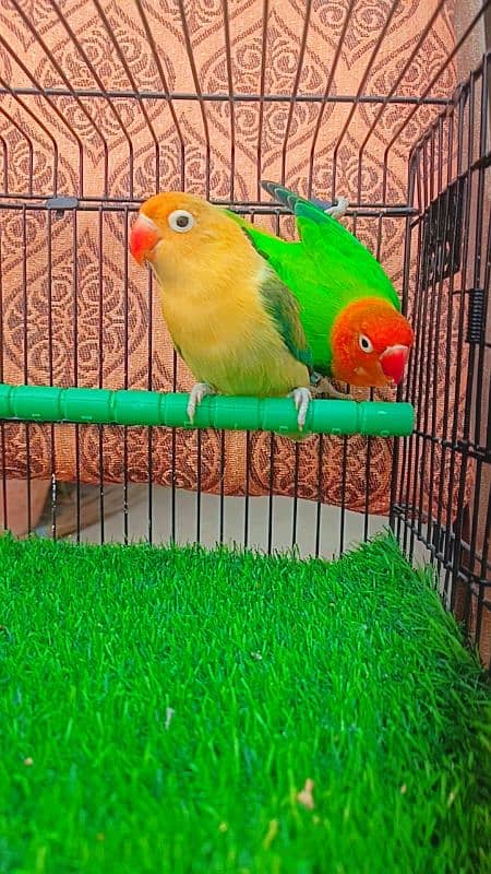 Love birds Breeder pair Green opline/ Parblue euwing opline 2