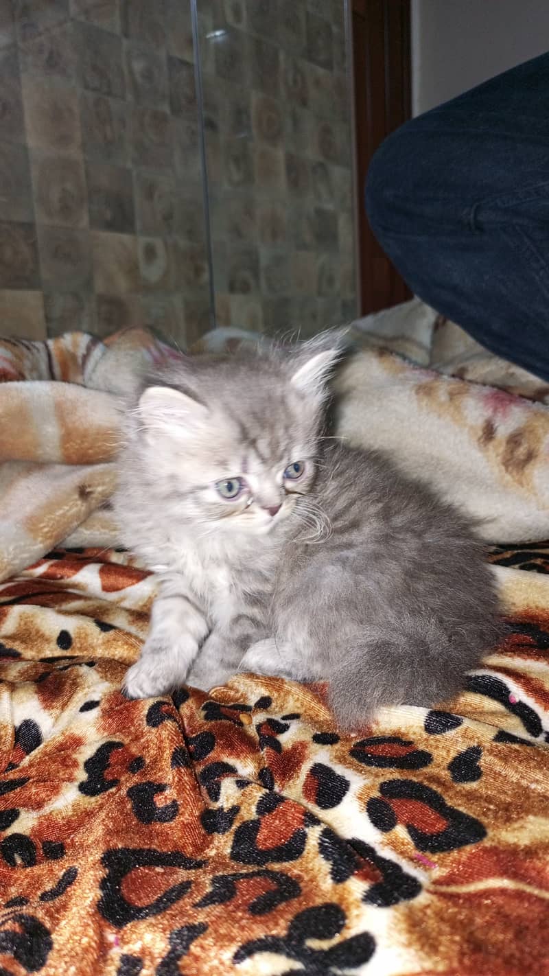 Persian kitten 0