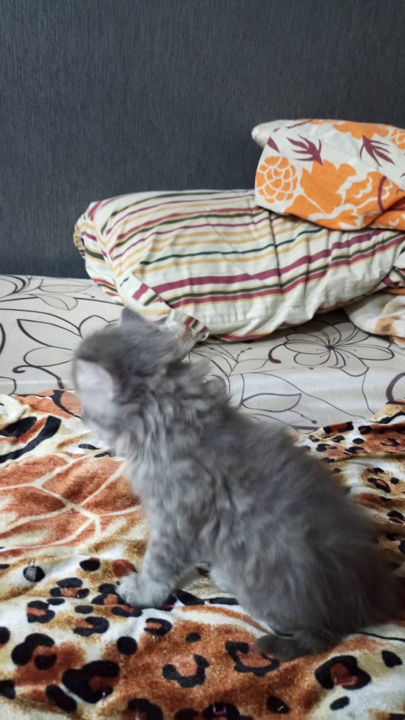 Persian kitten 1